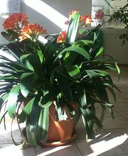 Contrôle Technique Automobile DEKRA EURO-BILAN VL - CL (AUTO - MOTO) image 14