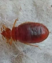 Tous les Nuisibles - Lecongelo Thermique image 11