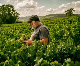 Vignerons de la Colline Eternelle image 7