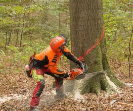Baumfällung
