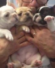 Sunderland Animal Hospital image 5