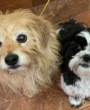 Green Summit Animal Clinic image 8