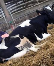 Loncke Clothilde image 4