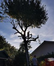 A.D.P Arbre-Déco-Paysage image 5