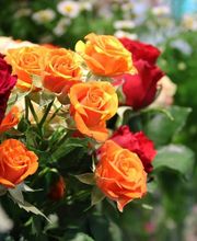Oya Fleurs image 9