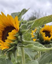 Blumen Grütter Bild 10