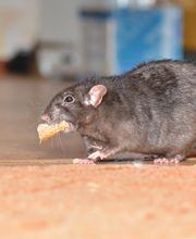 OPC Pest Services - Thornton image 17