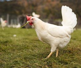 Wagis Farm - Hofladen Bild 2