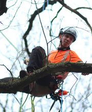 Baum&Gartenservice Meier Bild 5