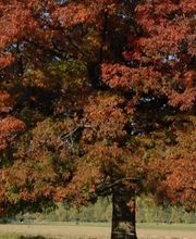 ABDF Bonadei & Chassot Bild 2