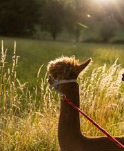 Ainring Alpakas Bild 6