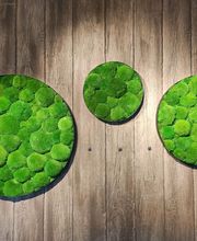 Franzen Moos Wanddesign Bild 12