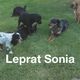 Leprat Sonia