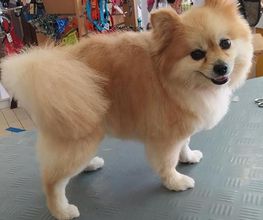 Lady Chiens image 3