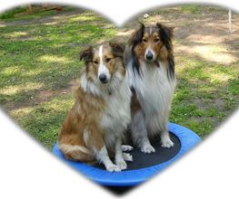 Collies vom Kaninchenhof Bild 3