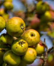 Sidra Riestra imagen 4