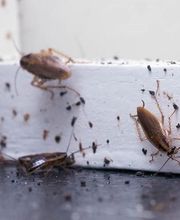 Antinuisible2.0 image 2