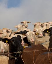 Biolandbau Guggenbüel Bild 3