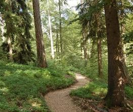 FriedWald Wildenburger Land Bild 1