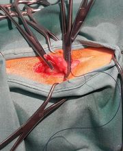 Clinique vétérinaire PK3 image 4