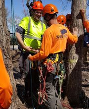 SavATree - Tree Service & Lawn Care image 10