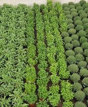 Jardinerie Fleuristerie Hämmerli SNC Bild 5