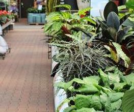 Intratuin Nuenen afbeelding 8