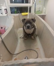 Canin Félin Toilettage image 14