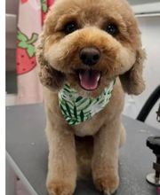 Poodle Doodle Pet Grooming image 4