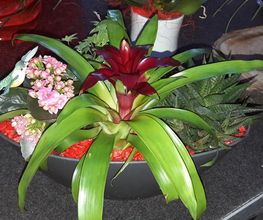 Schwab Fleurs SA Bild 3
