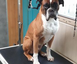 Au Bain Canin image 7