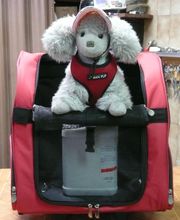 Coiff toutou image 8