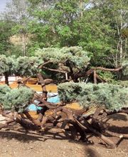 Arbroservice image 15