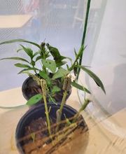 Debary Sonshine Academy image 17