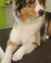 DogShine image 8