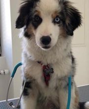 ZeVet - Cabinet vétérinaire Bild 4