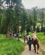 Wohlis Kutschbetrieb &  Ginas Reitschule Bild 4