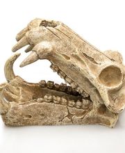 la ferme aux coleos image 9