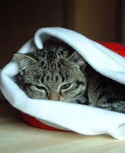 Ospedale Veterinario San Francesco immagine 5