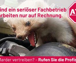 ATOX Schädlingsbekämpfungsfachbetrieb Bild 3