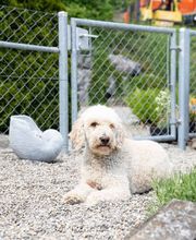 Zaunteam Zürich Oberland Bild 3