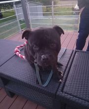 Binôme A 3 Education Canine image 14