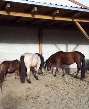 Equinus Sanitas Bild 19