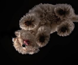 Hundefotografie-Glastisch-Klick-Moment-Fotograf-Gera-Zwoetzen-Buergerhof.jpg