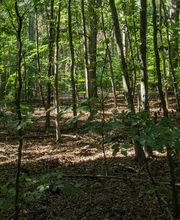 Auch jüngere Bäumen können als Bestattungsbäume gewählt werden. 