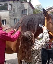Equin' Anima image 1