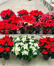 Les Serres De Chloé EARL image 4