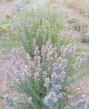 Mouline des collines image 1