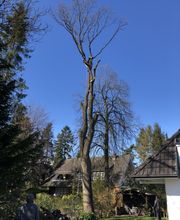 Thies Dölger Gartenbau Bild 3