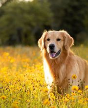 Reinado Canino imagen 14